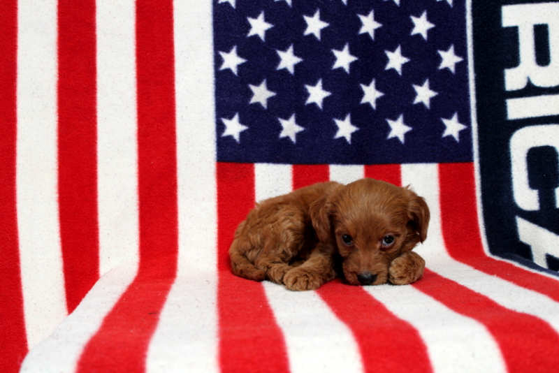 puppy, for, sale, Mini Goldendoodle F1, Matthew B. Stoltzfus, dog, breeder, Gap, PA, dog-breeder, puppy-for-sale, forsale, nearby, find, puppyfind, locator, puppylocator, aca